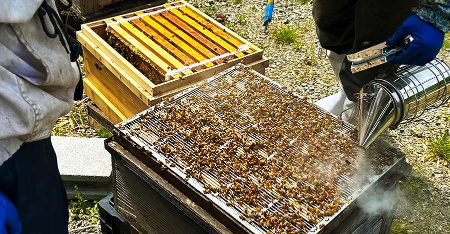 養蜂へのこだわり